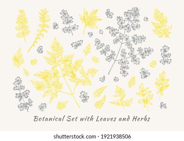 Botanical set with leaves. Vector illustration. Summer floral background. Design elements. Gray and yellow