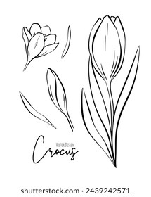 Botanical set line illustration of crocus flowers for wedding invitation and cards, logo design, web, social media and poster, template, advertisement, beauty and cosmetic industry.	