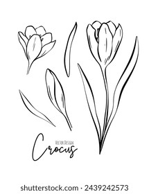 Botanical set line illustration of crocus flowers for wedding invitation and cards, logo design, web, social media and poster, template, advertisement, beauty and cosmetic industry.	