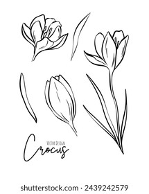 Ilustración de línea de conjunto botánico de flores de azafrán para invitación de boda y tarjetas, diseño de logotipo, web, redes sociales y póster, plantilla, publicidad, belleza e industria cosmética.	