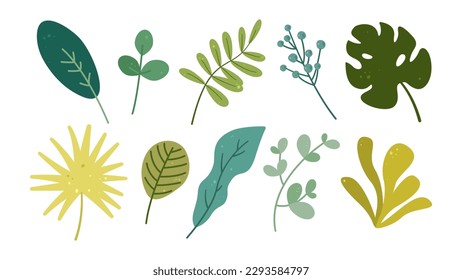 Botanical set of plant elements of nature. Tropical leaves. Vector illustration isolated on white background