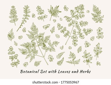 Botanical set with plants. Vector illustration. Vintage floral background. Green and white.
