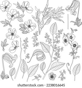  Botanical set of sketch flowers and branches