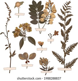 Botanical set of sketches, herbarium of flowers and branches