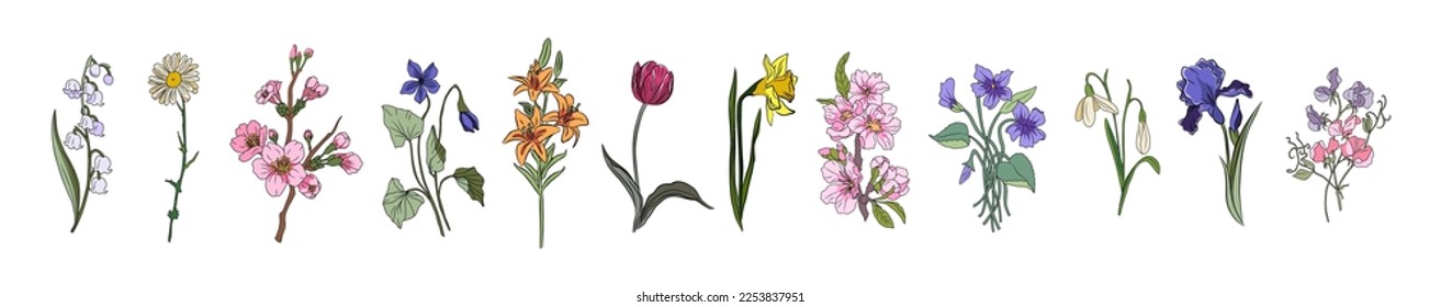 Botanical set of spring floral plants. Gorgeous violet, lilies of the valley, daffodil, iris, cherry blossom, tulip and daisy flowers isolated on white background. Colorful flat vector illustration.