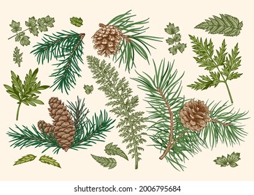 Botanical set with spruce and pine branches, cones, fern and leaves. Christmas collection with coniferous and evergreen trees. Wild plants isolated on white background. Vector illustration. Greens.