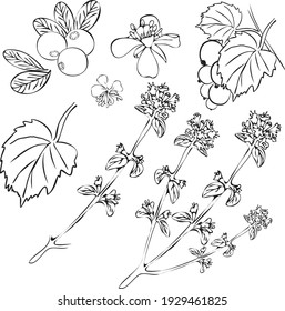 botanical set of summer berries and herbs consists of black currant, thyme, ivan tea and lingonberry digital drawing in sketch style for packaging, sticker