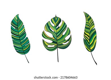 Botanischer Satz tropischer Blätter und Äste. Vektorsymbole sind in grünen Farbtönen gefärbt. Designelemente für Buchillustrationen, Postkarten, Poster, Cartoons.