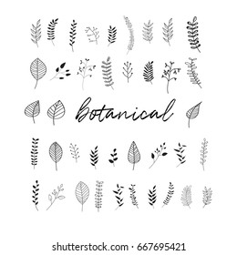 botanical set of vector doodles. grass leaves meadow plants. flora. 