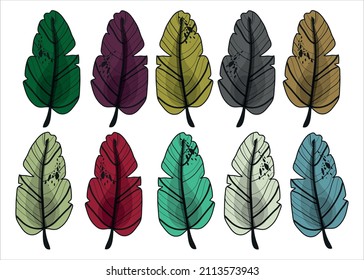 Botanical set. Vector illustration of multicolored leaves. Linear contour. Cartoon style. Natural nature. Inflorescences. Spring and autumn. Herbarium. Hand-drawn flowers. Ficus. A home flower.
