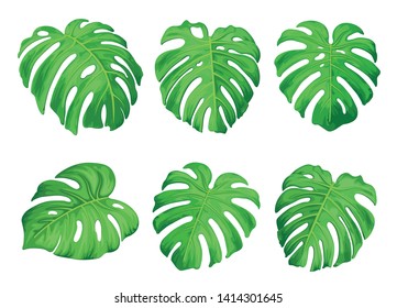 Botanical set of vector illustrations of tropical monster leaves. Collection of exotic leaves. Printing, pattern, design element. Vector graphics.