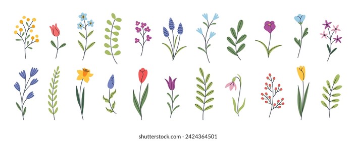 Botanical set of wild and garden flowers. Blooming season. Tulip, daffodil, crocus, muscari, snowdrop. Hand drawn floral elements. Vector illustration for greeting card, invitation, poster, banner.