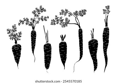 Silueta botánica, sello vegetal de raíz de zanahoria. Conjunto de plantas ornamentales. Gráficos de Vector.