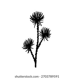 Silhueta botânica de um ramo de árvore conífera. Gráfico vetorial.