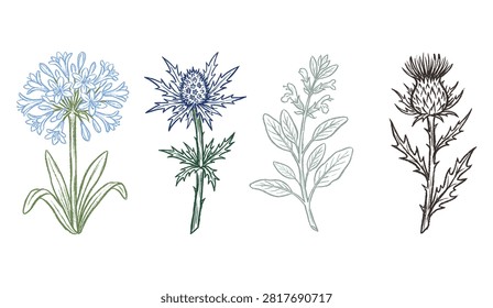 Botanical sketch collection with representing various wildflowers wildflowers garden plants