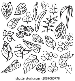 Botanical Sketch: Explore the charm of hand-drawn foliage with this leaf illustration set on a clean white background. Ideal for adding a touch of organic beauty to your designs