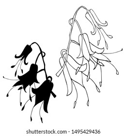 Botanical sketch with field bells. Vector design In black and white style. Elements isolated on background.Can be used for printing on paper, stickers, badges, bijouterie, cards, textiles, tattoos.