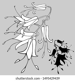 Botanical sketch with field bells. Vector design In black and white style. Elements isolated on background.Can be used for printing on paper, stickers, badges, bijouterie, cards, textiles, tattoos.