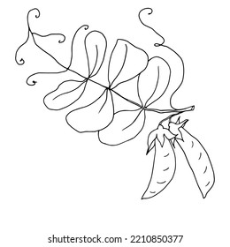 Botanical sketch of green pea pods.Vector graphics.