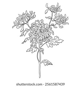 Botanische Skizze, lineare Vektorgrafik der Blume. Umrisszeichnung von Chrysantheme.