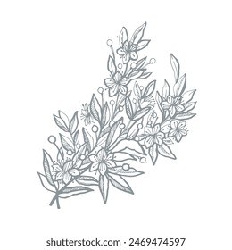 Botanical sketch of Myrtle. Vector illustration, handmade. Element for the design of cards, labels, booklets.