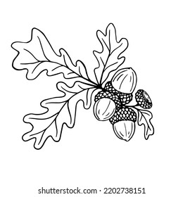 Botanical sketch of an oak branch with acorns. Isolated graphics.