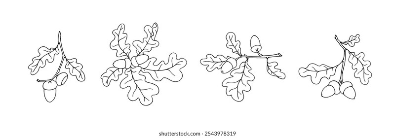 Botanical sketch of oak branch with acorns. Vector graphics.