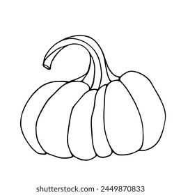 Botanical sketch, outline of a pumpkin. Vector graphics.