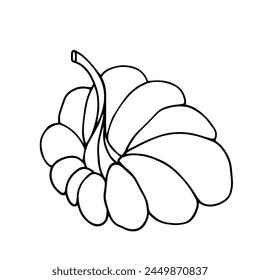 Botanischer Entwurf, Umriss eines Kürbisses. Vektorgrafik-Grafiken.