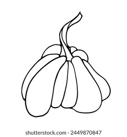 Botanical sketch, outline of a pumpkin. Vector graphics.