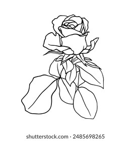 Botanical sketch, outline of a rose flower. Vector graphics.