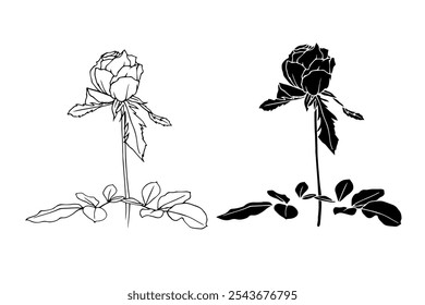 Botanical sketch, silhouette, stamp of rose flower. Vector graphics.