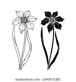 Esboço botânico, silhueta, selo de flor de primavera narciso. Gráficos vetoriais.