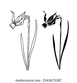 Botanical sketch, silhouette, stamp of spring flower narcissus. Vector graphics.