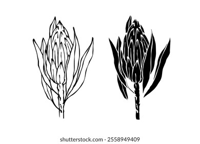 Botanical sketch, stamp, protea flower silhouette. Vector graphics.