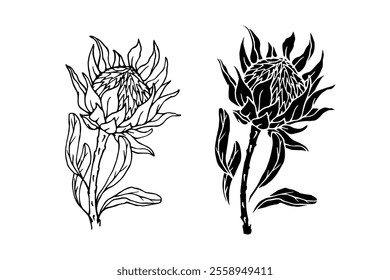 Botanical sketch, stamp, protea flower silhouette. Vector graphics.