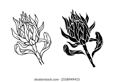 Botanical sketch, stamp, protea flower silhouette. Vector graphics.