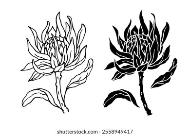 Botanical sketch, stamp, protea flower silhouette. Vector graphics.