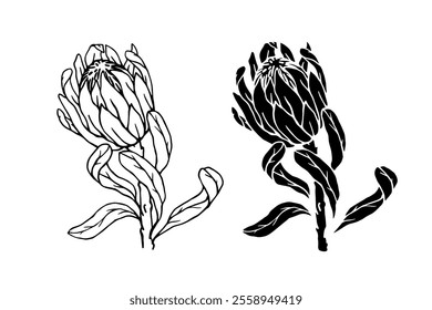 Botanical sketch, stamp, protea flower silhouette. Vector graphics.