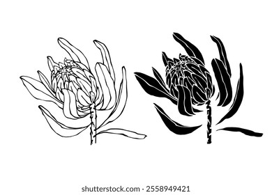 Botanical sketch, stamp, protea flower silhouette. Vector graphics.