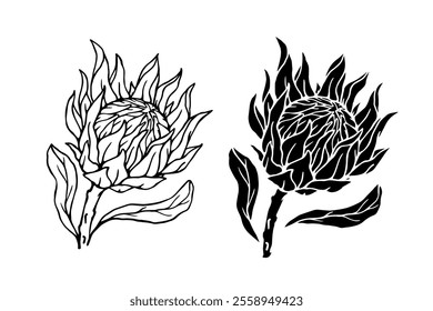 Botanical sketch, stamp, protea flower silhouette. Vector graphics.