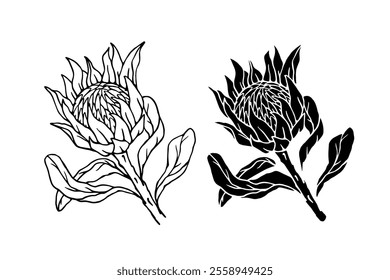 Botanical sketch, stamp, protea flower silhouette. Vector graphics.