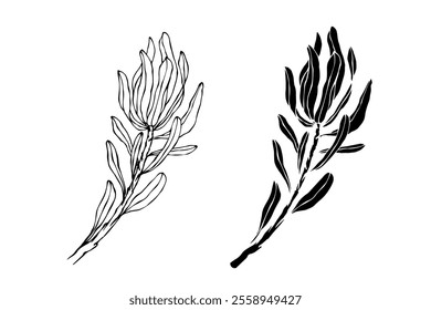 Botanical sketch, stamp, protea flower silhouette. Vector graphics.