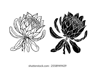 Botanical sketch, stamp, protea flower silhouette. Vector graphics.