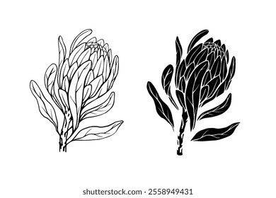 Botanical sketch, stamp, protea flower silhouette. Vector graphics.