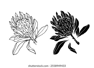 Botanical sketch, stamp, protea flower silhouette. Vector graphics.