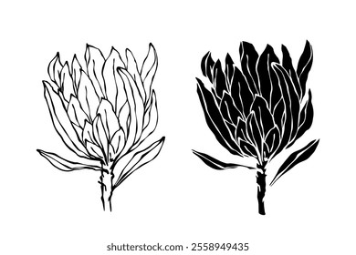 Botanical sketch, stamp, protea flower silhouette. Vector graphics.