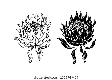 Botanical sketch, stamp, protea flower silhouette. Vector graphics.