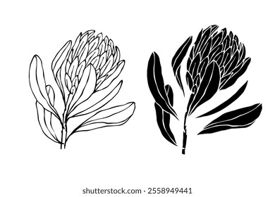 Botanical sketch, stamp, protea flower silhouette. Vector graphics.