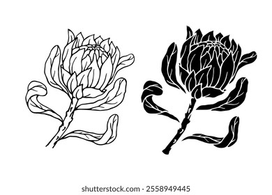 Botanical sketch, stamp, protea flower silhouette. Vector graphics.